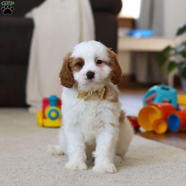 Ace, Cavapoo Puppy
